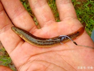 黑色沙漠泥鳅在哪钓_黑色沙漠鲔鱼在哪里钓