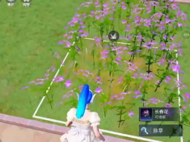 【吃鸡派对】和平精英花圃种子在哪买游戏攻略_手游下载