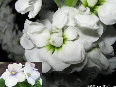 梦幻西游手游花语图鉴配方_梦幻西游手游花的种子有用吗?