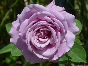 幻塔索斯月季优缺点，伊芙幻塔索斯月季优缺点及对比