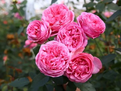 伊芙月季幻塔索斯_伊芙幻塔月季优缺点