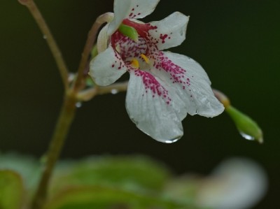 风仙花(风仙花怎么种植才会养好)