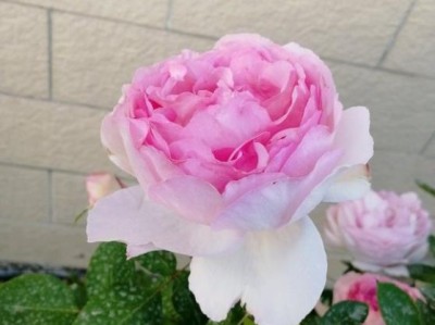 幻塔索斯月季(伊芙幻塔索斯月季优缺点及对比)