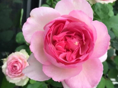 月季伊芙幻塔索斯_伊芙幻塔索斯好养吗