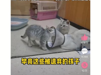 剑网三吧猫德学院(剑三猫猫能有什么坏心眼)