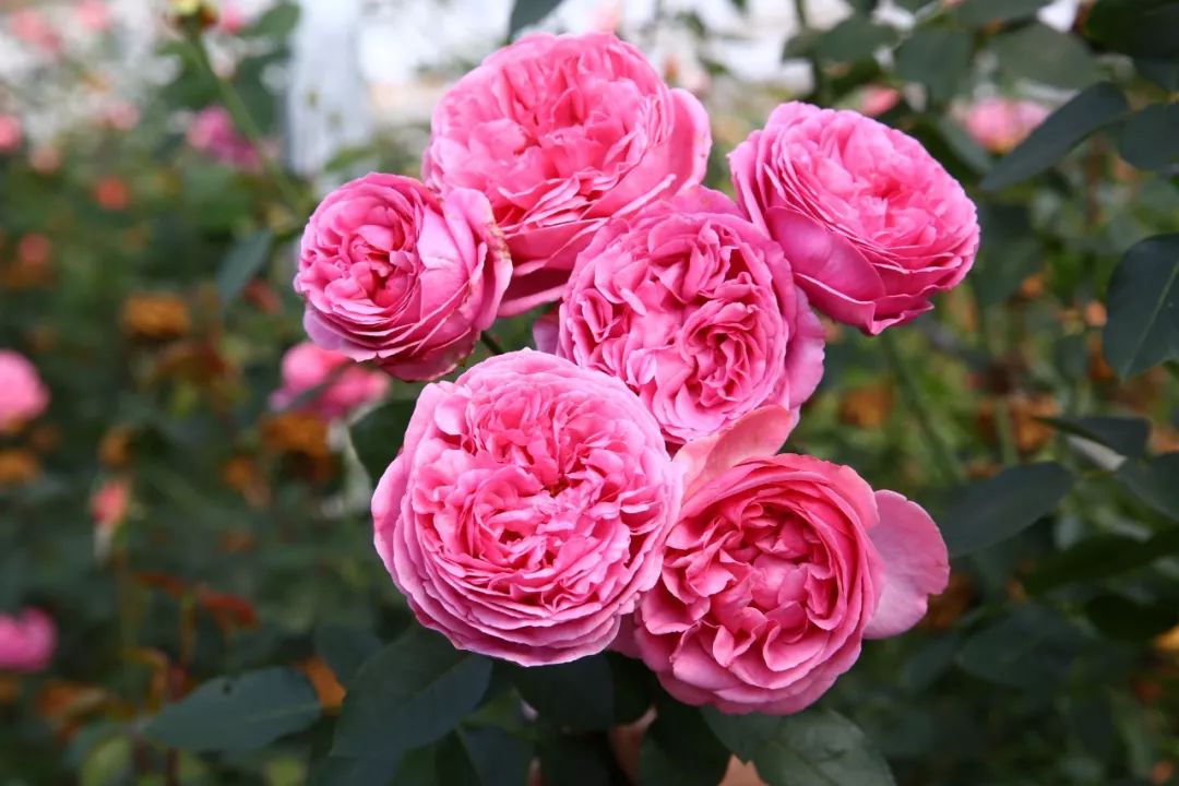 伊芙月季幻塔索斯_伊芙幻塔月季优缺点  第1张
