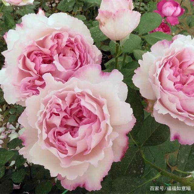 伊芙月季幻塔索斯_伊芙幻塔月季优缺点  第2张