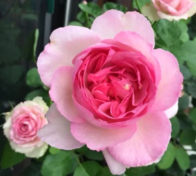 月季伊芙幻塔索斯_伊芙幻塔索斯好养吗  第1张